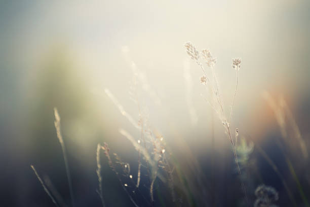 Dry autumn grass in a forest at sunset. Macro image, shallow depth of field. Abstract autumn nature background