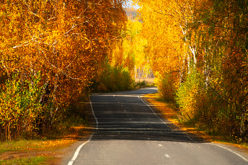 Road with yellow autumn trees in the mountains at sunset. Beautiful autumn landscape. Fall foliage