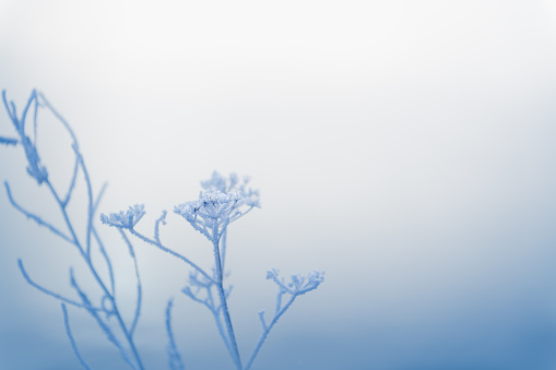 Frost-covered plants in winter forest at foggy sunrise. Macro image, shallow depth of field. Winter nature background