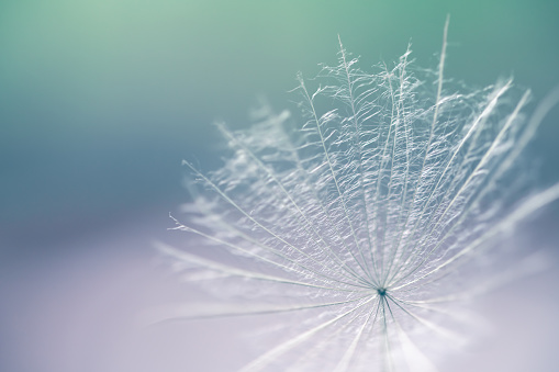 White dandelion in a forest at sunset. Macro image, shallow depth of field. Abstract summer nature background