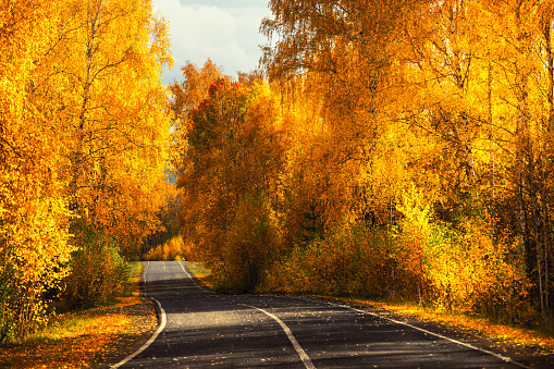 Road with yellow autumn trees in the mountains at sunset. Beautiful autumn landscape. Fall foliage