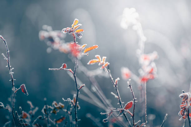 istock Frost-covered trees with red leaves in autumn forest. Autumn nature background 1737158682