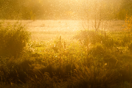 Cloud of midges flying over the grass in a forest at sunset. Selective focus. Beautiful summer nature background