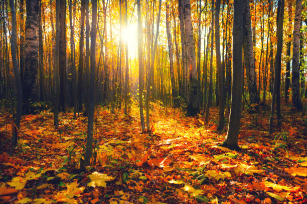 Yellow autumn trees in a forest at sunset. Fall foliage. Red and yellow fallen leaves on the ground. Beautiful autumn landscape