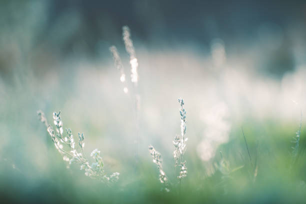 istock Wild green grass in a forest at sunset. Beautiful summer nature background 1737159202