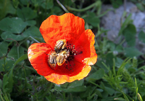 Rojo amapola - foto de stock