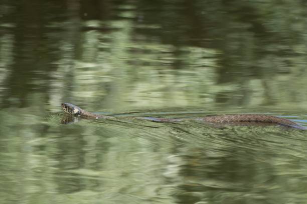 pływający zaskroniec zwyczajny - water snake zdjęcia i obrazy z banku zdjęć