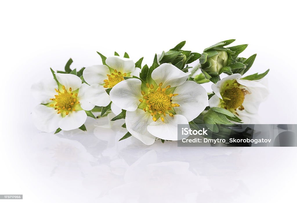 Fiore di fragole - Foto stock royalty-free di Bianco