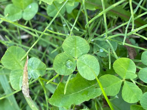 istock Green leaves clover water droplet 1737171377