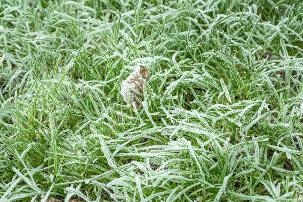 istock The green grass is covered with frost, 1737171924