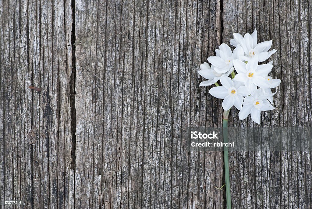 Flowering Jonquils - Zbiór zdjęć royalty-free (Aranżacja)