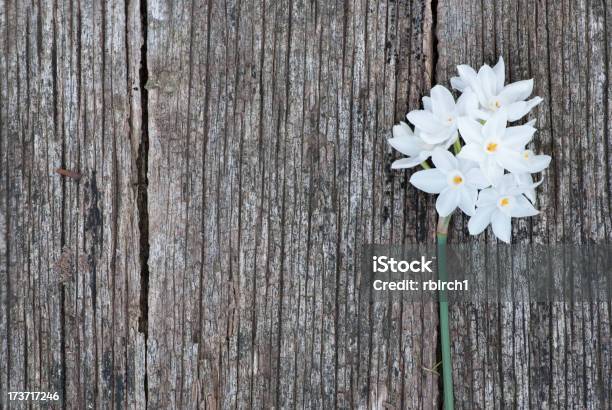 Flowering Jonquils - zdjęcia stockowe i więcej obrazów Aranżacja - Aranżacja, Aranżować, Bez ludzi