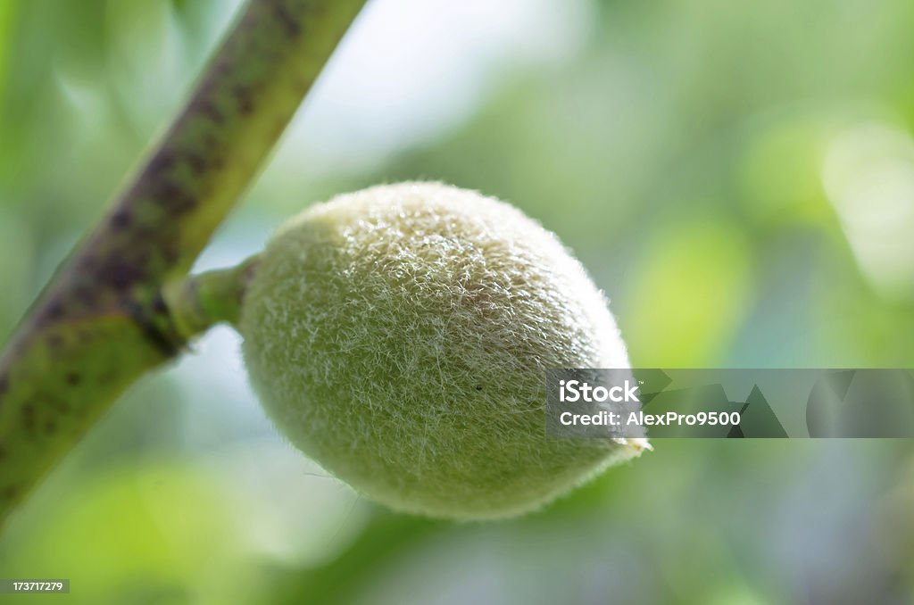 Unripe peach fruit - Foto de stock de Agricultura royalty-free