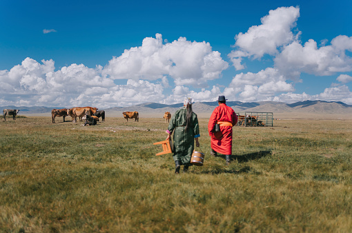 Mongolian couple carrying barrel walking across the pasture to milk the cow