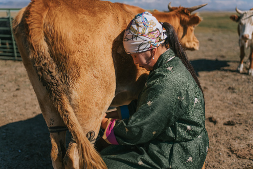 Mongolian woman milking the cow