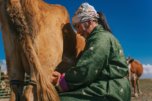 Mongolian woman milking the cow