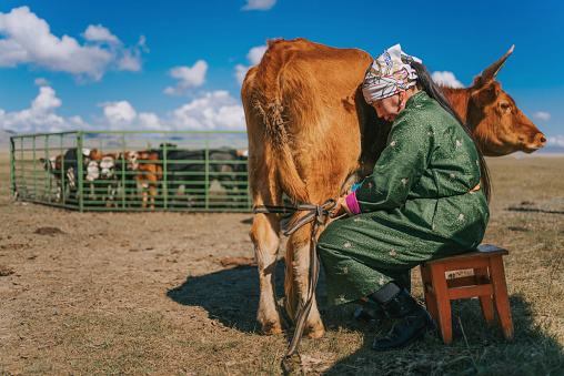 Mongolian woman milking the cow