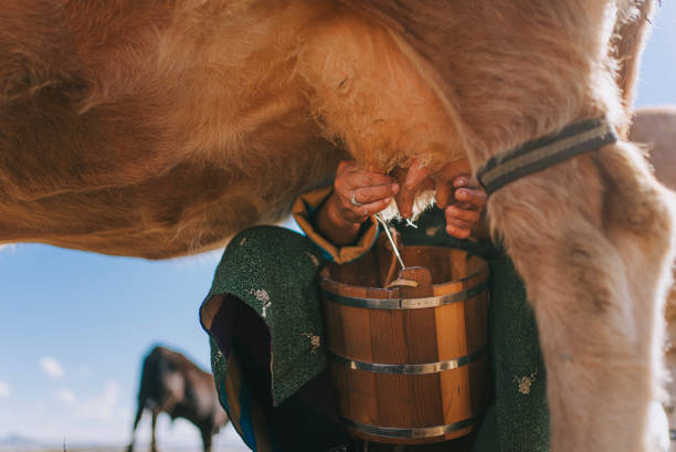 Mongolian woman milking the cow