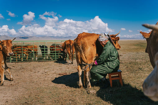 Mongolian nomad woman milking the cow