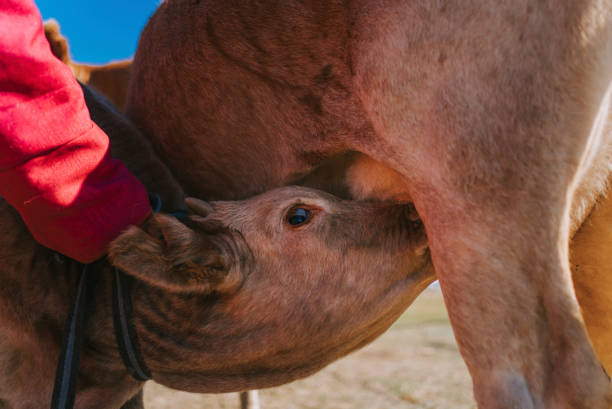 primo piano del vitello marrone che beve il latte dalla mucca madre - domestic cattle calf mother field foto e immagini stock