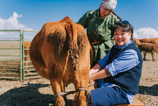 Tourist Asian Chinese woman experiencing milking cow with local Mongolian lady