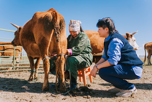 Mongolian nomad lady showing chinese female tourist how to milk cow