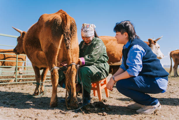 mongolska nomadka pokazuje chińskiej turystce, jak doić krowę - chusta zdjęcia i obrazy z banku zdjęć