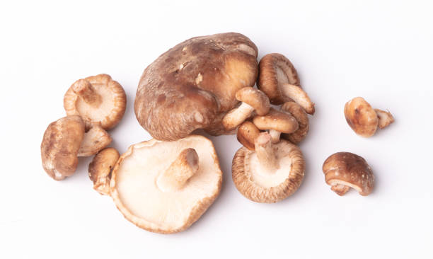 istock Fresh shiitake mushrooms on white background 1737182968