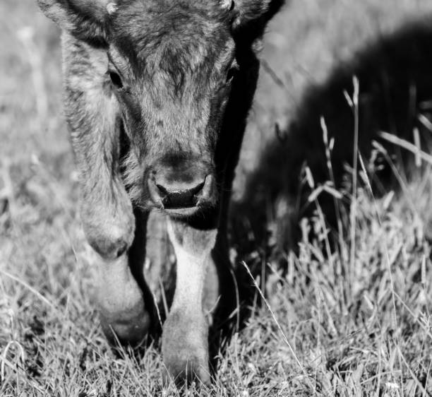istock Black and White Baby Bison Walks Toward Camera 1737184228