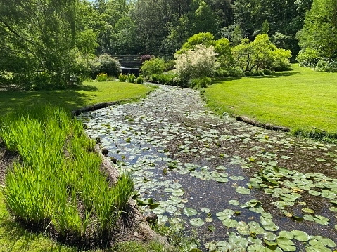 A beautiful lush green scenery and pond
