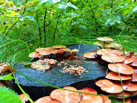 Large mushrooms grow in a continuous circular line around the small mushrooms on the hornbeam stump. Poisonous mushrooms are parasitic on the stump.