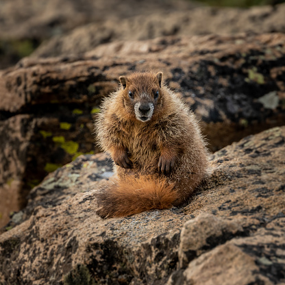 Young Marmot Stands On Rock and Stares At Camera in Rocky Mountain National Park