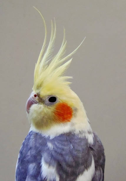 istock A cockatiel is sitting on a branch 1737191776