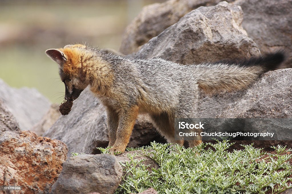 Zorro gris Kit Urocyon cinereoargenteus - Foto de stock de Animal libre de derechos