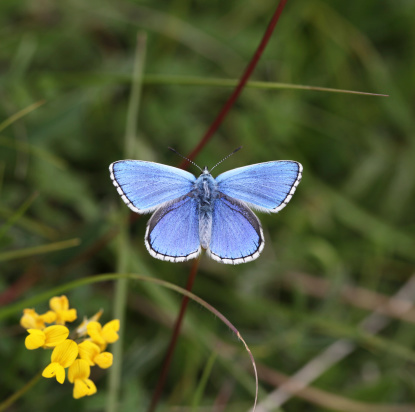 Adonis blue butterfly wings open