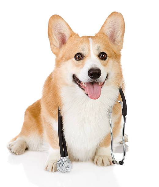 istock Pembroke Welsh Corgi puppy with a stethoscope 173719450