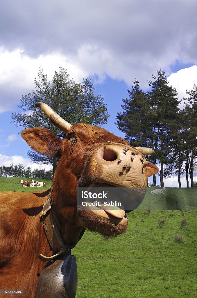 Engraçado vaca – Cena Rural - Royalty-free Agricultura Foto de stock