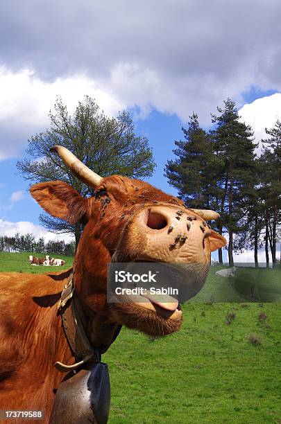 Engraçado Vaca Cena Rural - Fotografias de stock e mais imagens de Agricultura - Agricultura, Animal, Ao Ar Livre
