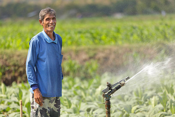 asian farmer watering plant stock photo