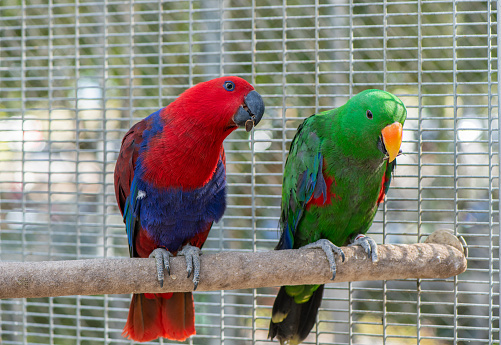 close-up of a great green macaw (Ara ambiguus) also known as Buffon's macaw or great military macaw with food in beak