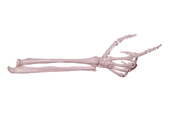 istock count 2- hand of bones 173721656