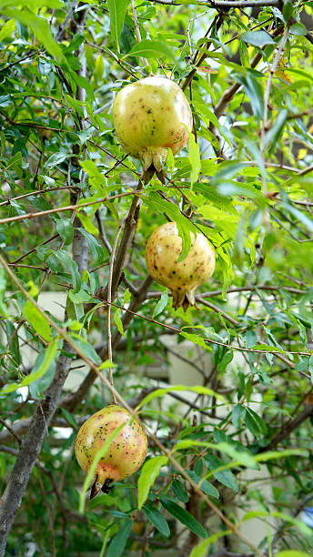 istock Pomegranate fruit trees in the garden 173722044