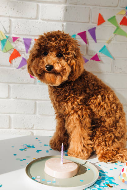 istock A small red poodle in a festive cap on a white background celebrates a birthday 1737220634