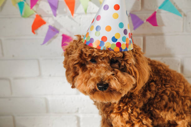 istock A small red poodle in a festive cap on a white background celebrates a birthday 1737220635