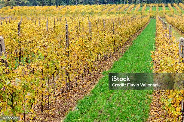 Photo libre de droit de Jaune Vineyard banque d'images et plus d'images libres de droit de Agriculture - Agriculture, Automne, Couleur verte