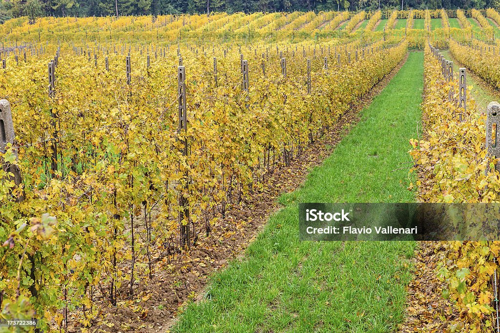 Giallo Vineyard - Foto stock royalty-free di Agricoltura