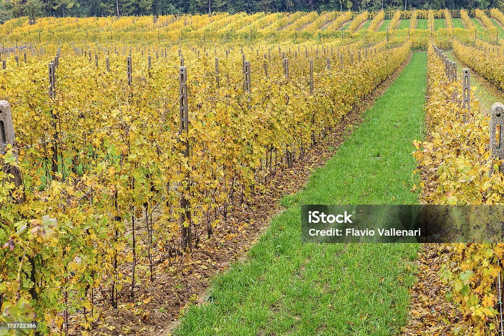 Amarelo vinha - Royalty-free Agricultura Foto de stock
