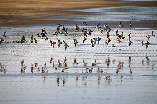 Pássaros em voo - foto de acervo