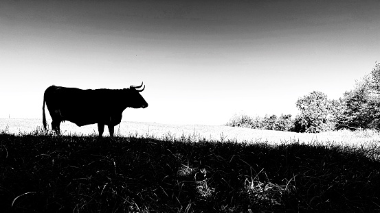 A horned black cow standing in silhouette on a hill. Black and white.
