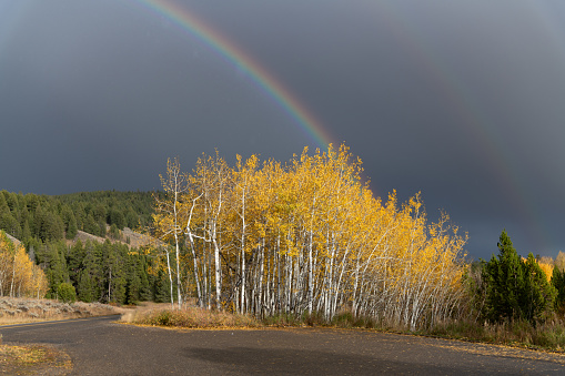 Aspen glow and rainbow from sunshine in the Grand Teton National Park of western USA in North America. Nearest cities are Denver, Colorado, Jackson, Wyoming and Salt Lake City, Utah.
